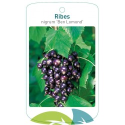 Ribes nigrum 'Ben Lomond'...