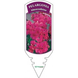 Pelargonium peltatum różowa...
