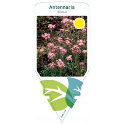 Antennaria dioica FMPRL1473