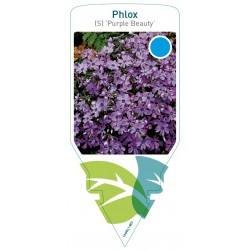 Phlox (S) 'Purple Beauty'...