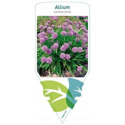 Allium senescens FMPRL1447