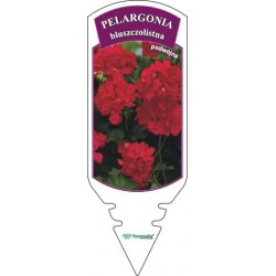 Pelargonium peltatum...