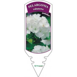 Pelargonium zonale biała...
