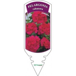 Pelargonium zonale czerwona...
