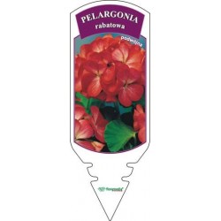 Pelargonium zonale...