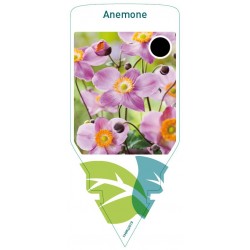 Anemone pink FMPRL0019