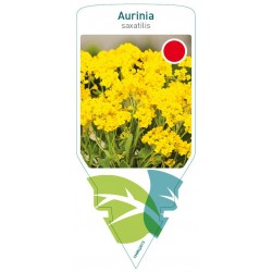 Aurinia saxatilis yellow...
