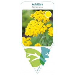 Achillea tomentosa yellow...