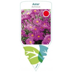 Aster (D) pink FMPRL0039
