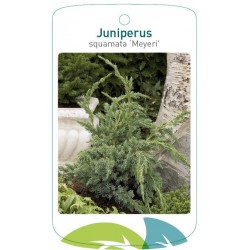 Juniperus squamata 'Meyeri'...