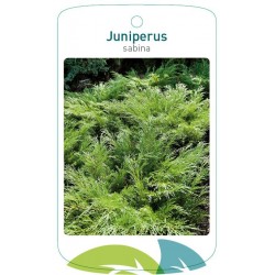 Juniperus sabina FMTLL2648