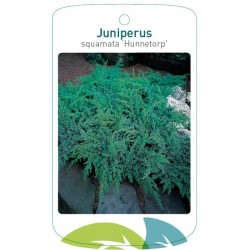 Juniperus squamata...