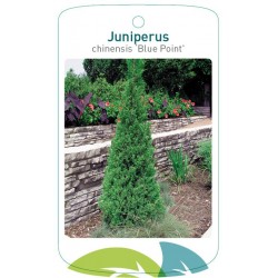 Juniperus chinensis 'Blue...