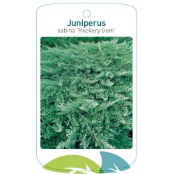 Juniperus sabina 'Rockery...