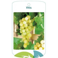 Vitis white FMTLL0287