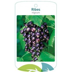 Ribes nigrum black FMTLL0280
