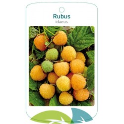 Rubus idaeus yellow FMTLL2000