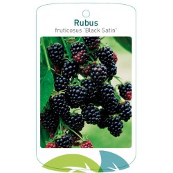 Rubus fruticosus 'Black...