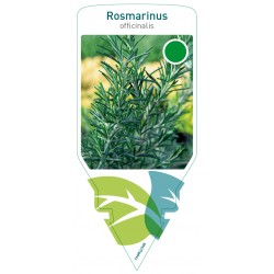 Rosmarinus officinalis...