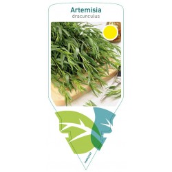 Artemisia dracunculus...