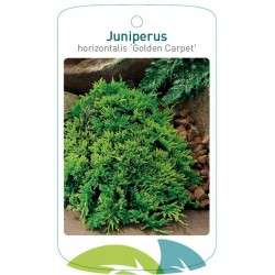 Juniperus horizontalis...