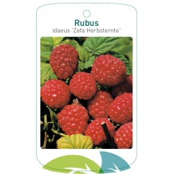 Rubus idaeus 'Zefa...