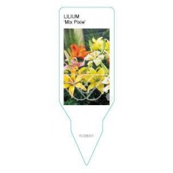 Lilium 'Mix Pixie' FLCEB001