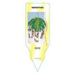 Nepenthes hybride FLSP0349