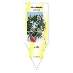 Passiflora (wit) FLSP0242