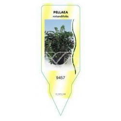 Pellaea rotundifolia FLSP0244