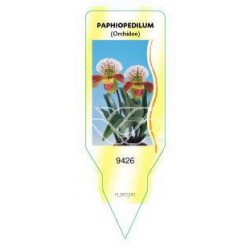Paphiopedilum (Orchidee)...