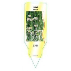 Hoya linearis FLSP0382