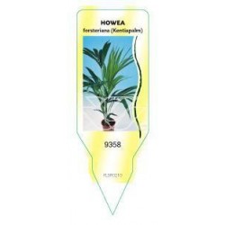 Howea (Kentia) FLSP0210