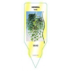 Hedera (hangend) FLSP0193