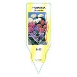 Hydrangea (Hortensia,...