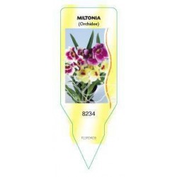 Miltonia (Orchidee) FLSP0409