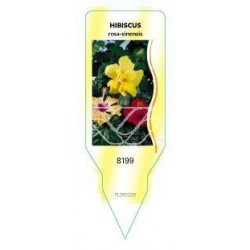 Hibiscus (gemengd) FLSP0200