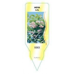 Hoya bella FLSP0212