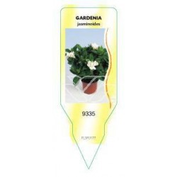 Gardenia jasminoides FLSP0177