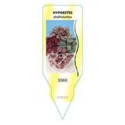 Hypoestes FLSP0218