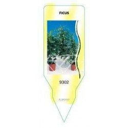 Ficus (gemengd) FLSP0157