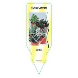 Succulenten (gemengd) FLSP0293