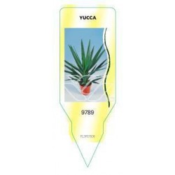 Yucca (kopstek) FLSP0306