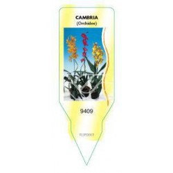 Cambria (Orchidee)...