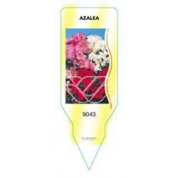 Azalea (gemengd) FLSP0031