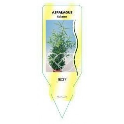 Asparagus falcatus FLSP0026