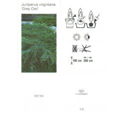 Juniperus virginiana 'Grey...