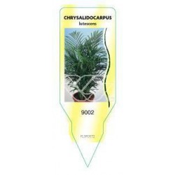 Chrysalidocarpus lutescens...