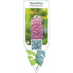 Hyacinthus 'Gipsy Queen'...