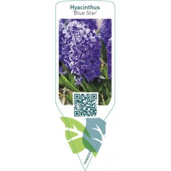 Hyacinthus 'Blue Star' FMB0093